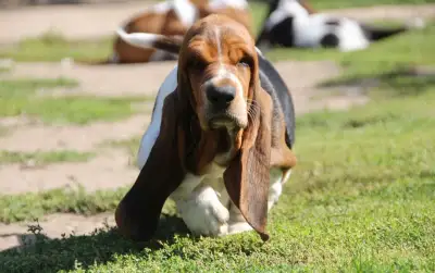 Basset hound - fenka s PP