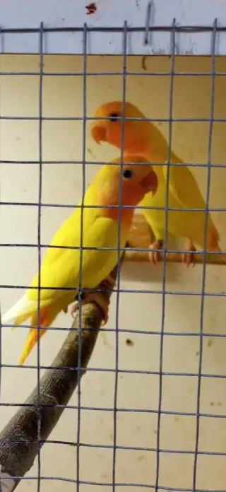 Agapornis ruzohrdly lutino opalin