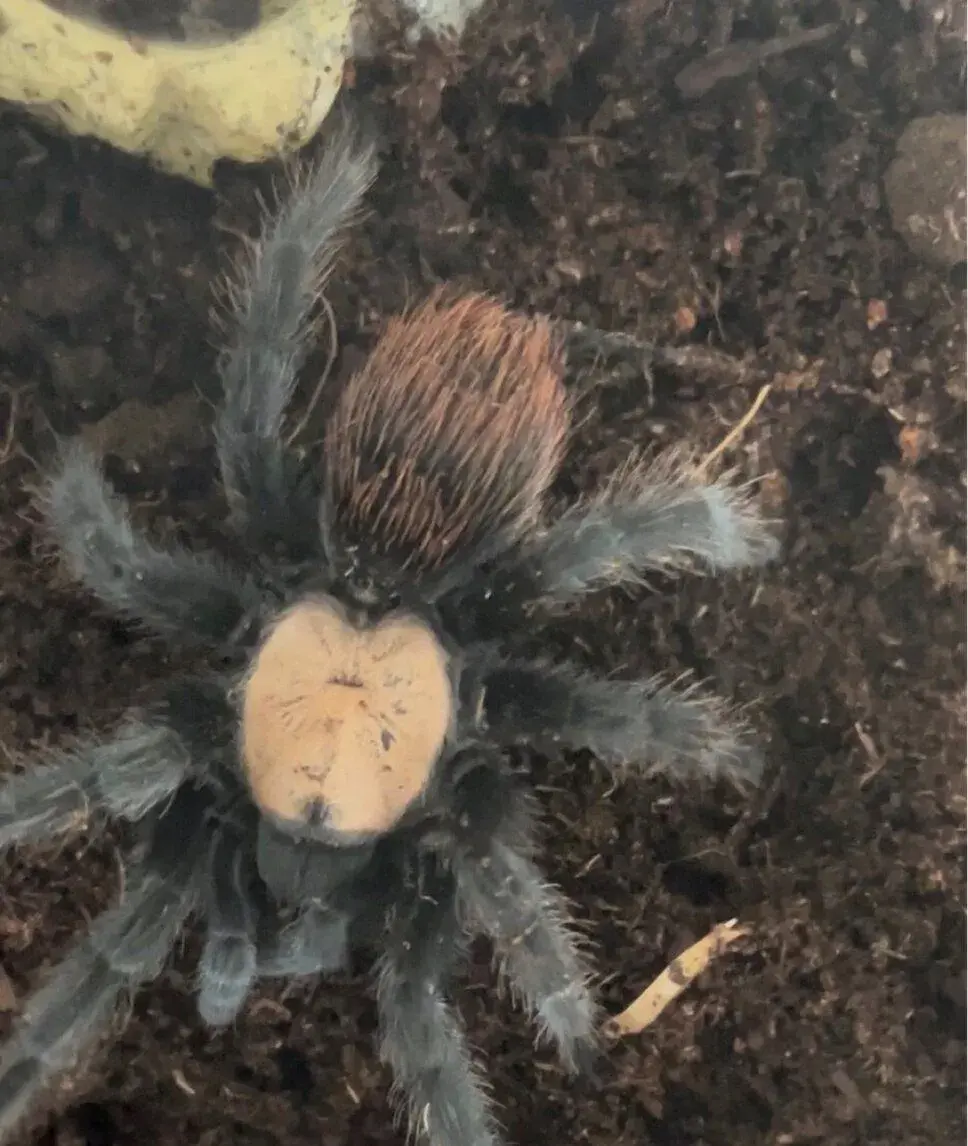 Brachypelma albiceps samice