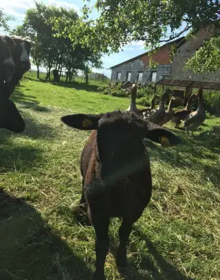 jehnata ovce Zwartbles 2 holky+křiženci