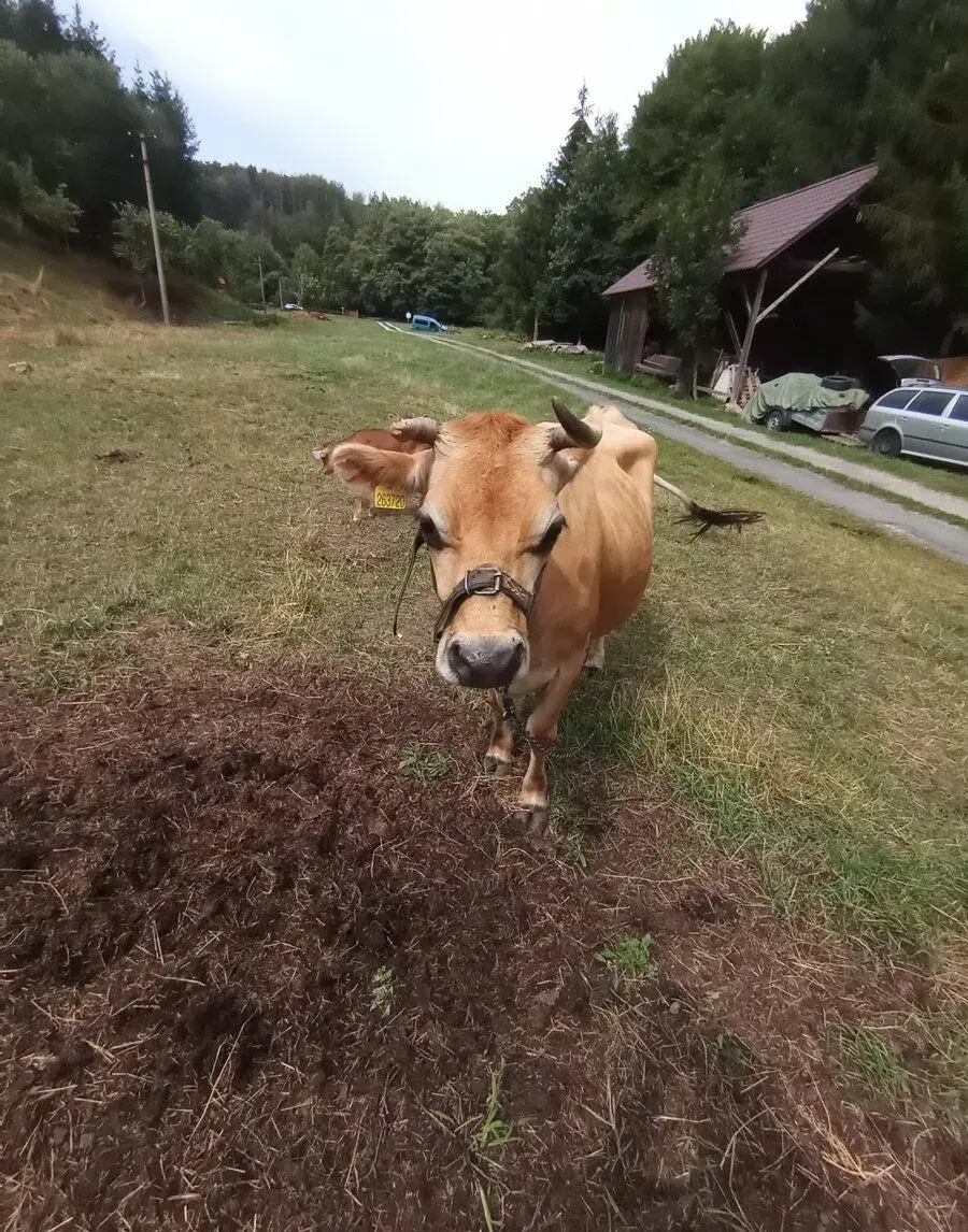 Krávu jersey i s teletem