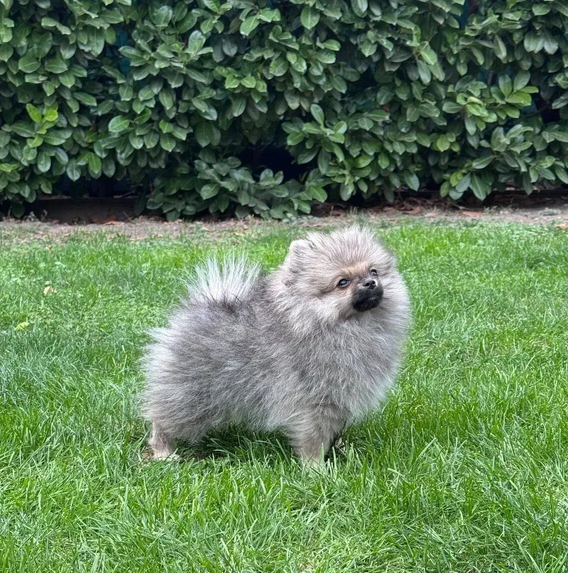 Pomeranian s PP (FCI)