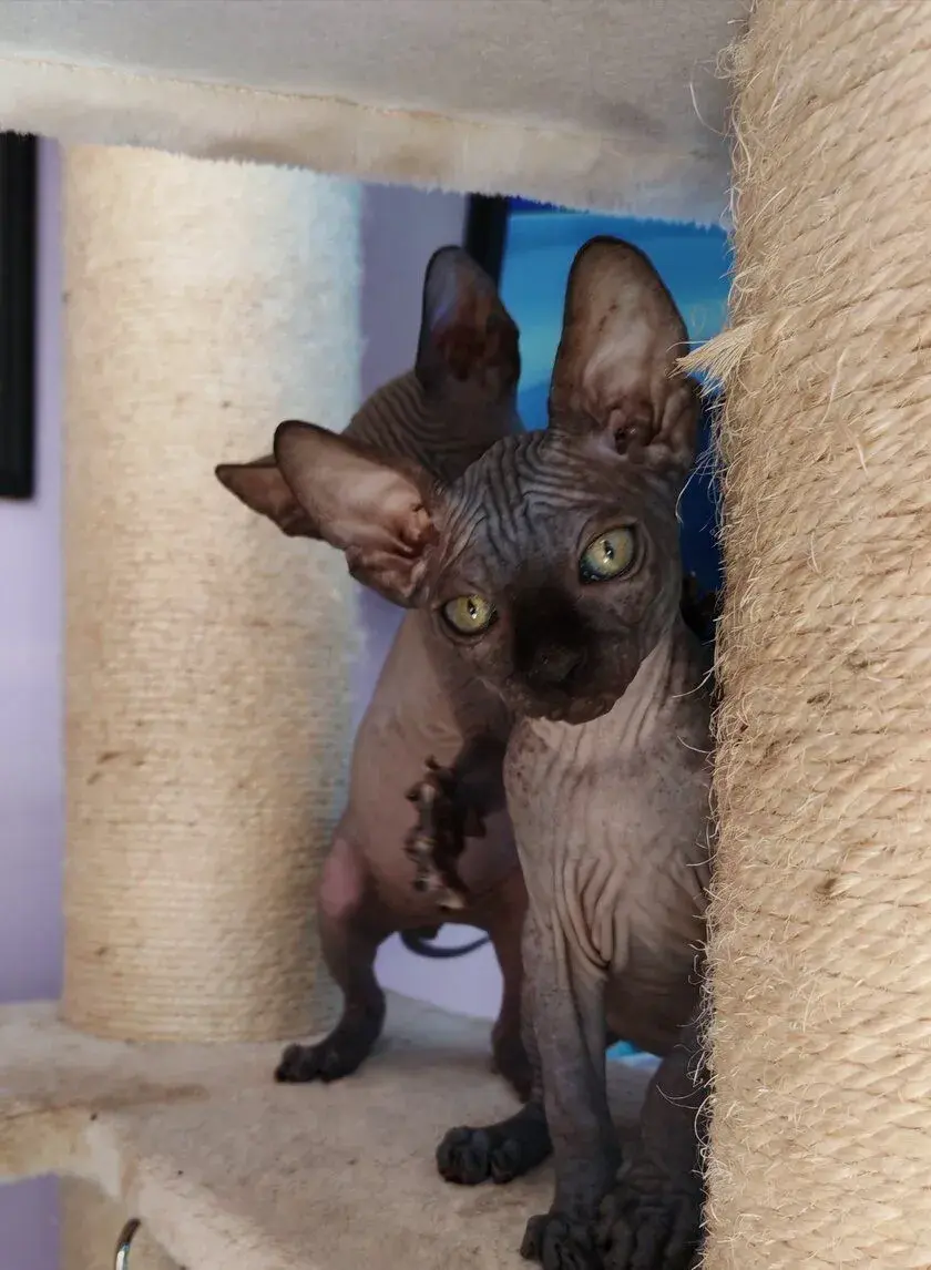 Sphynx bez PP