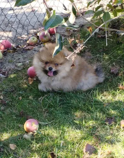 Pomeranian