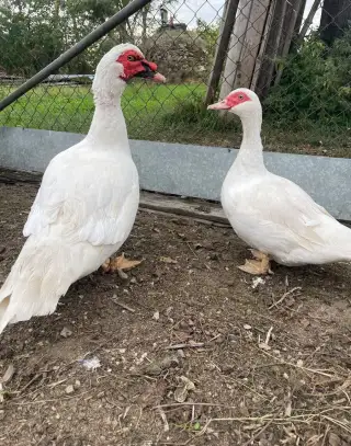 Kachny