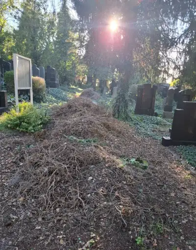 Uschlý břečťan za odvoz