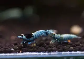 Krevetky Caridina blue shadow mosura