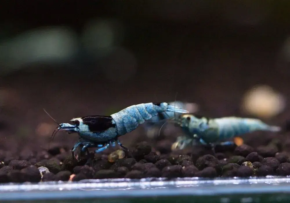 Krevetky Caridina blue shadow mosura