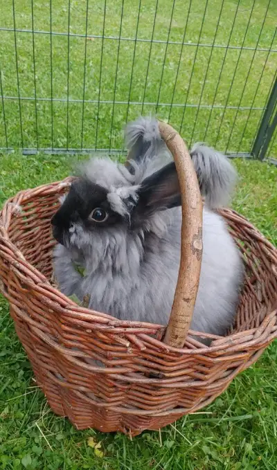 Angorský králík nepříbuzný pár