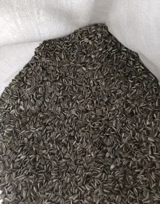 slunečnice