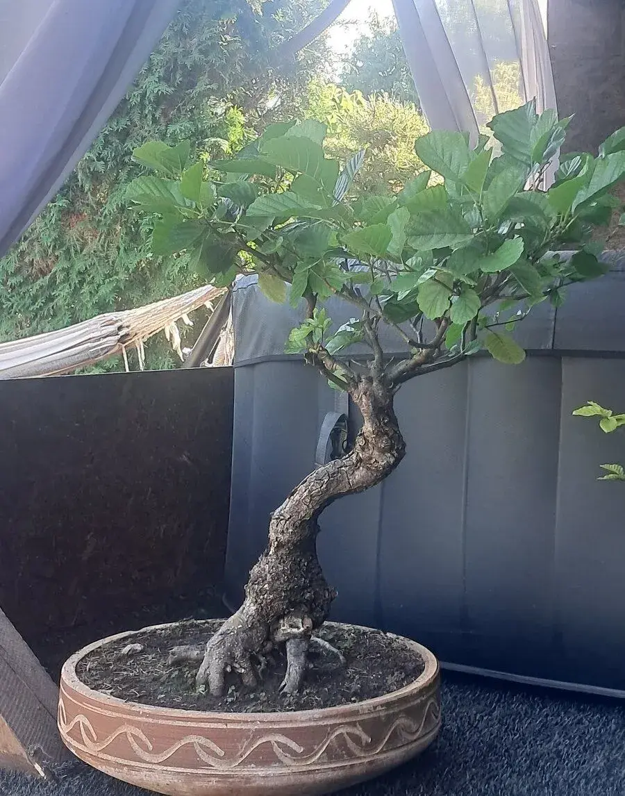 Bonsaj, bonsai Olše