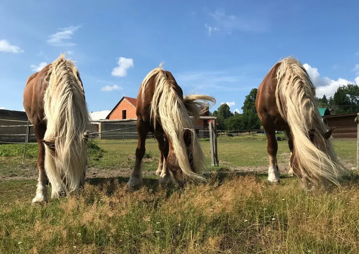 Ustájení koní boxové i pastevní