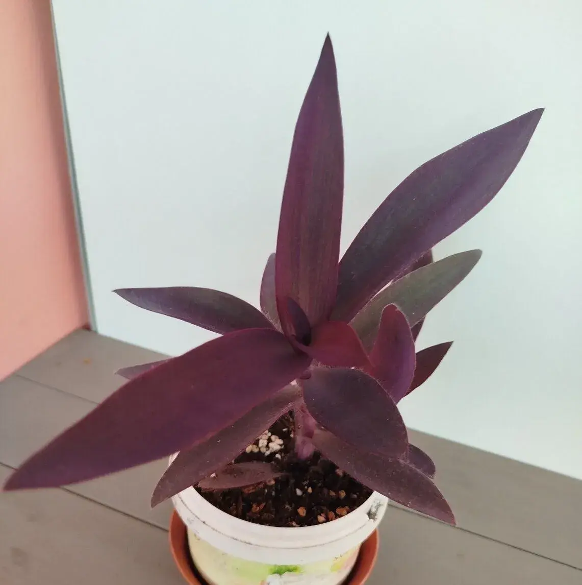Pokojová květina TRADESCANTIA PALLIDA