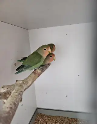 Agapornis růžohrdlý