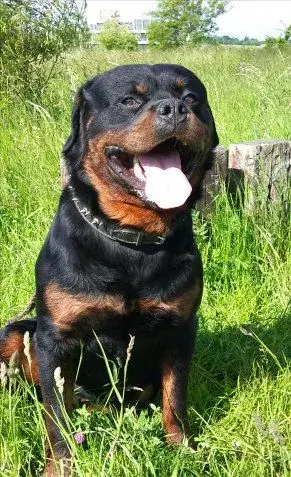 Rotvajler, rottweiler, RTW s PP – KE KRYTÍ