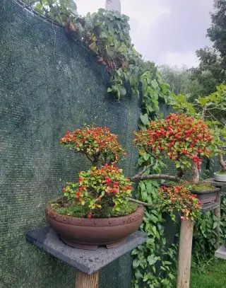 Bonsaj,bonsai