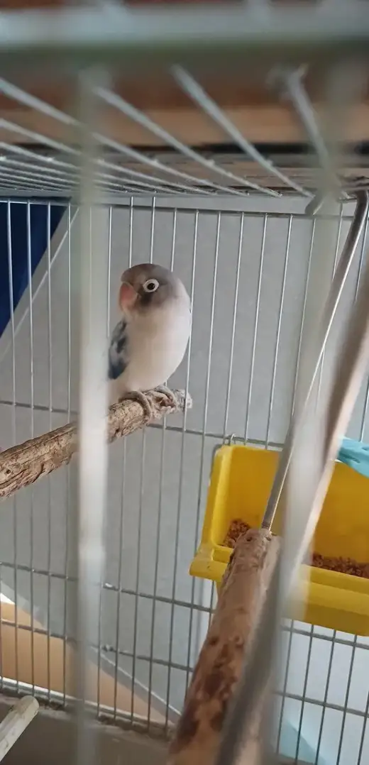 Agapornis škraboskový
