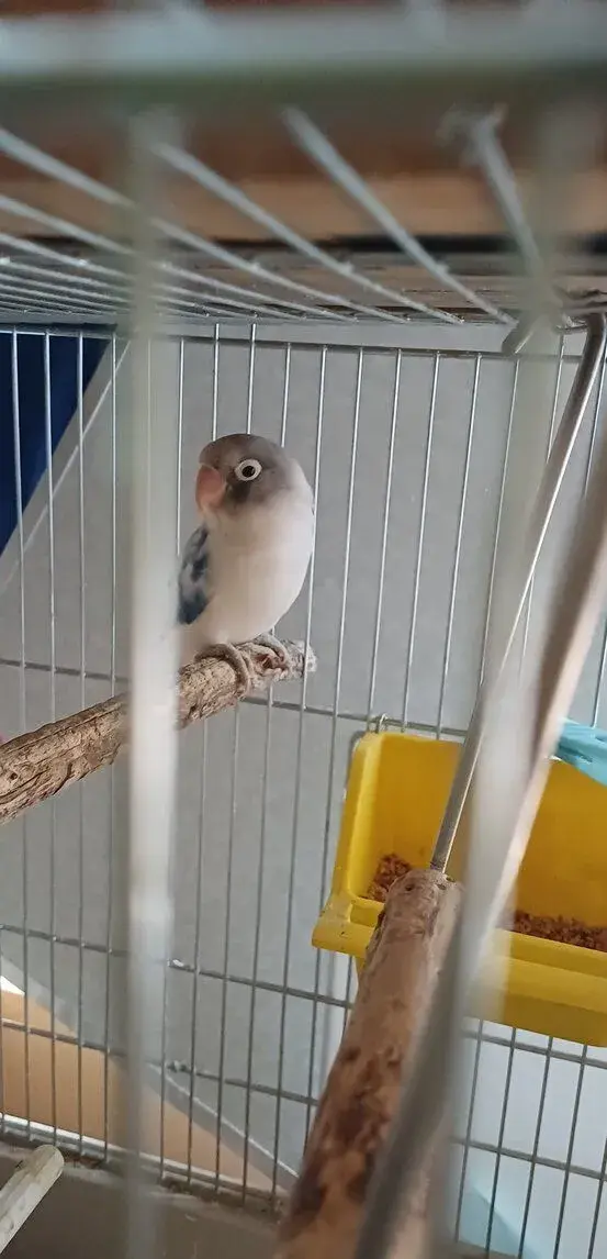 Agapornis škraboskový