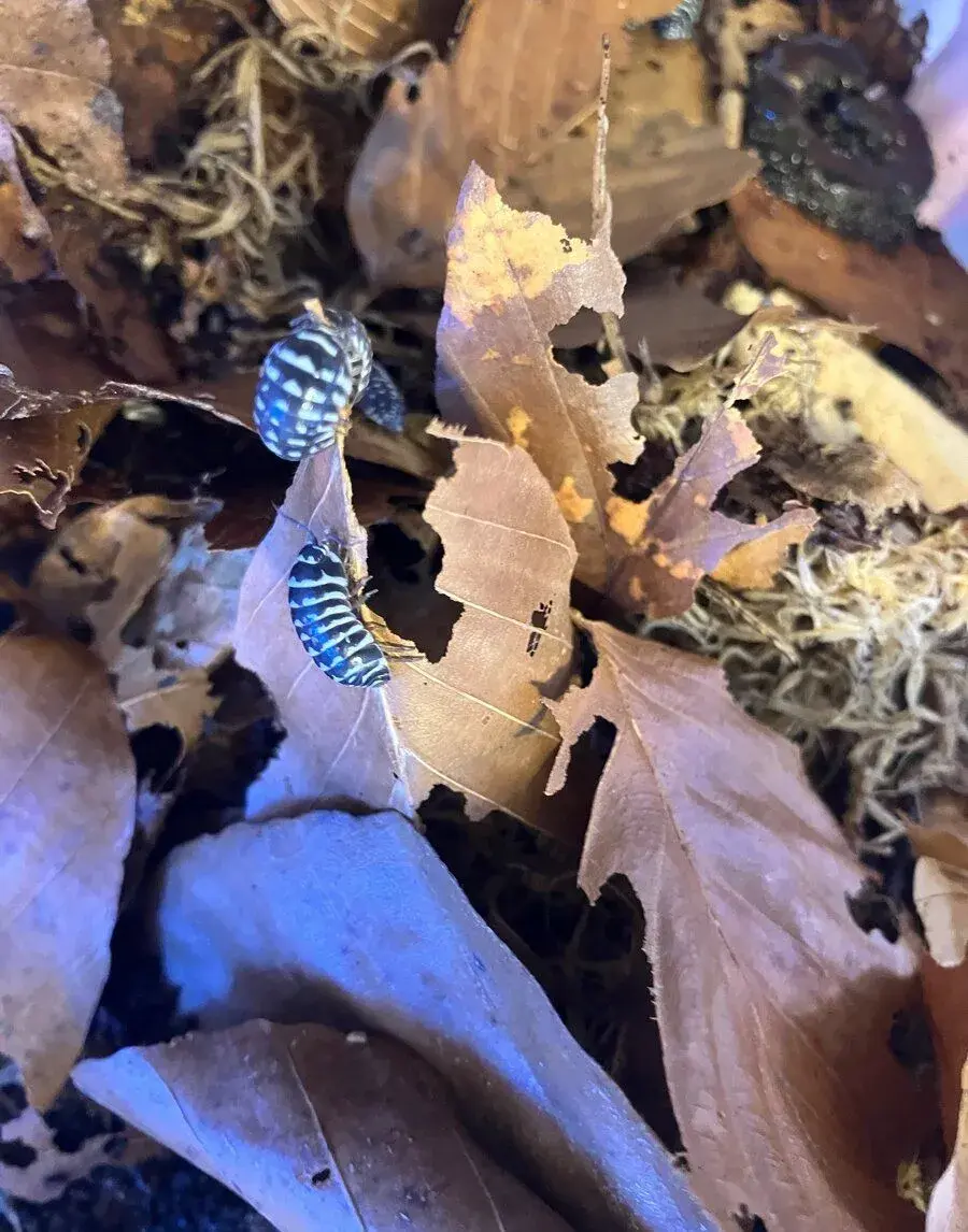 Armadillidium maculatum “Zebra” 15ks