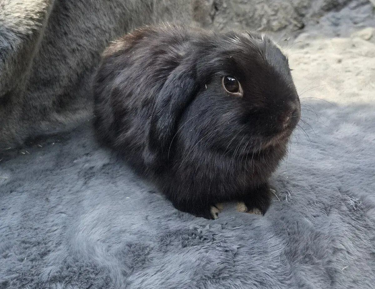 Minilop zakrslý králík, beránek, samička 9