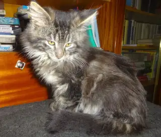 KŘÍŽENÉ CHLUPÁČE (MAINSKÁ MÝVALÍ x KOČKA DOMÁCÍ)
