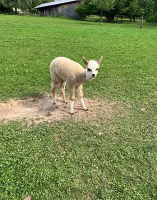 Lama Alpaka