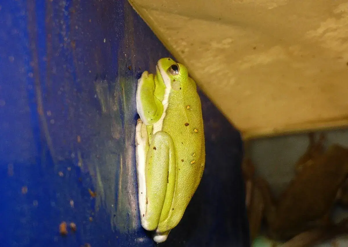 Rosnička karolínská (Hyla cinerea)