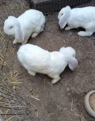 Kraliky