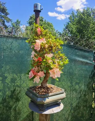 Bonsaj,bonsai Japonská Azalka