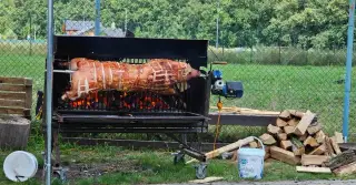 Gril na sele, krůty, kýty - sele do 80 kg