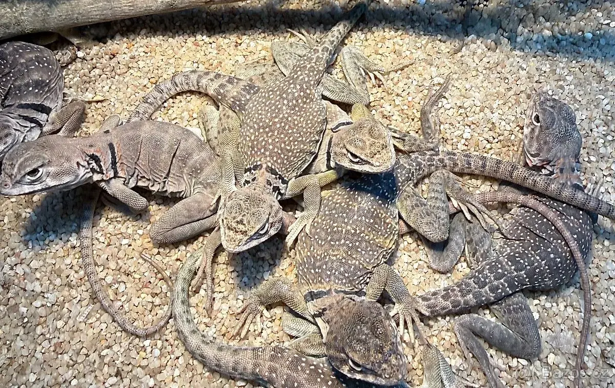 Crotaphytus collaris MELANISTIC- Leguánek obojkový