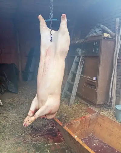 Porážku veškerých hospodářských zvířat
