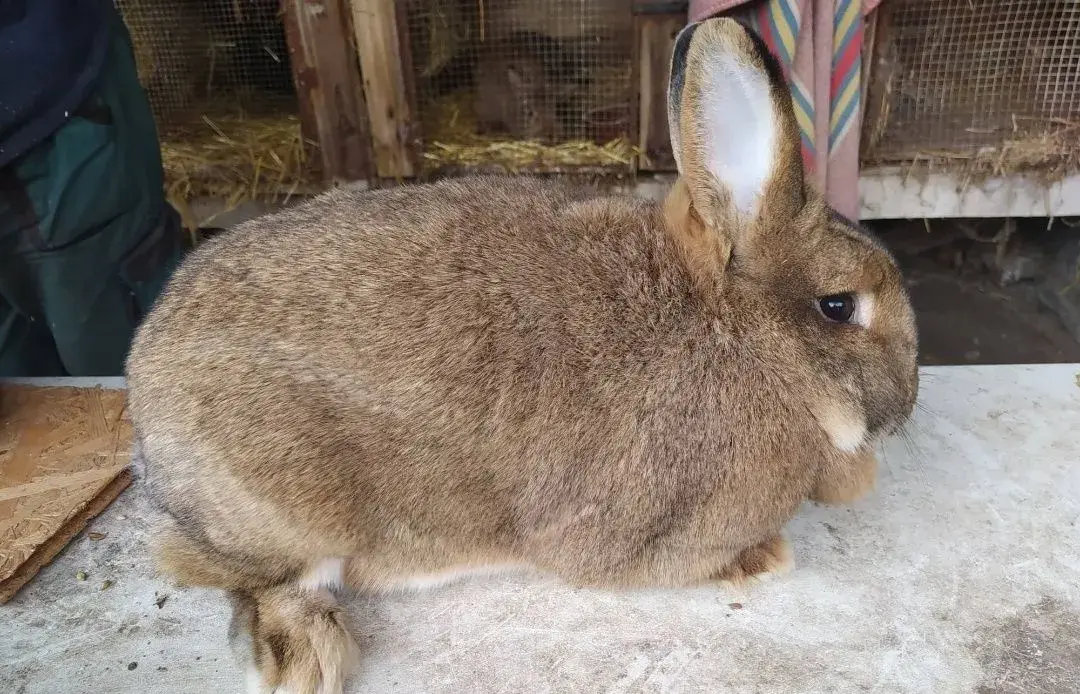 Králíky do chovu i na maso