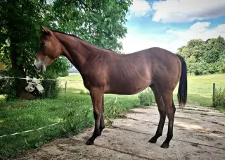AQH racing valach