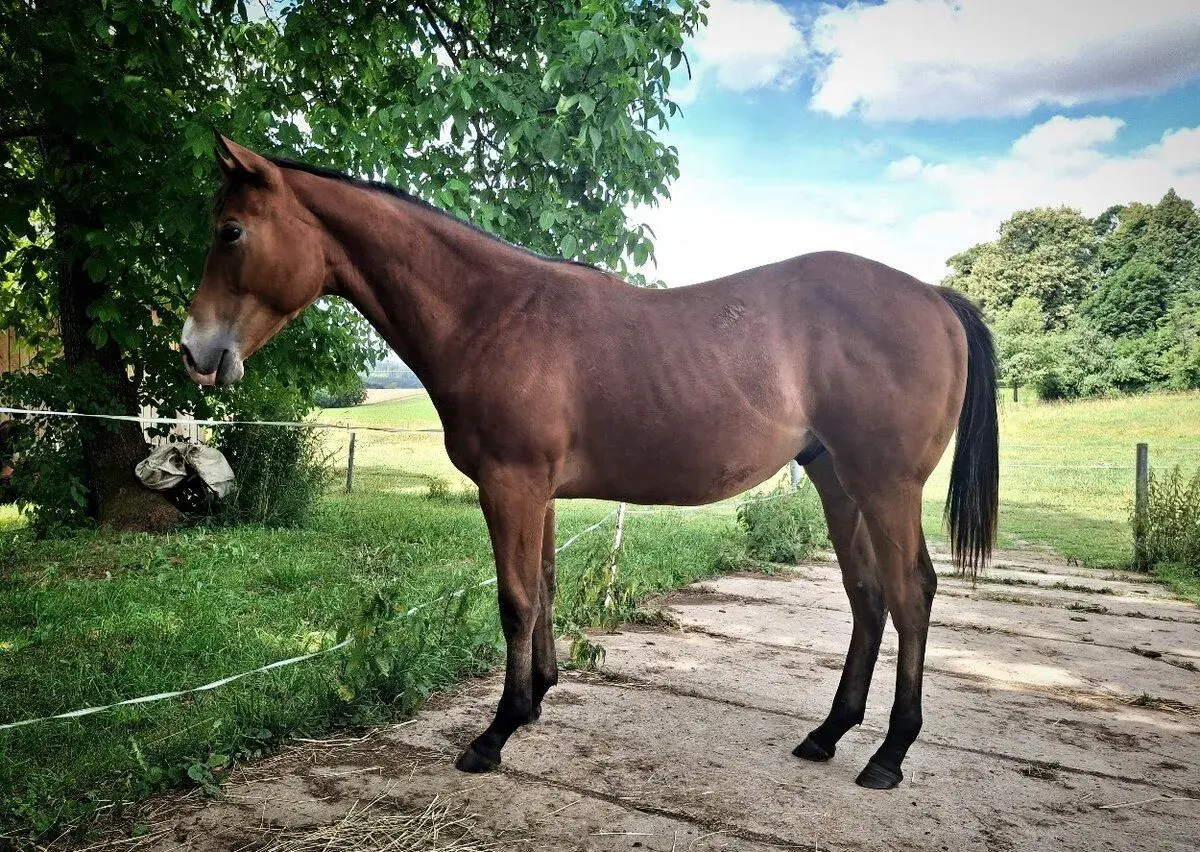 AQH racing valach