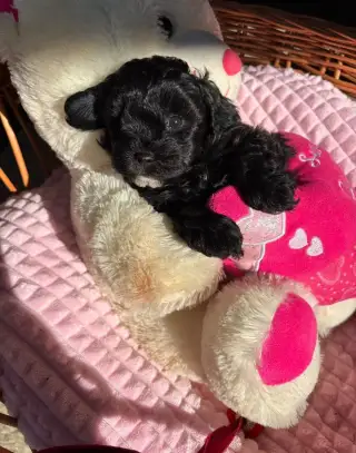 Maltipoo 🐶