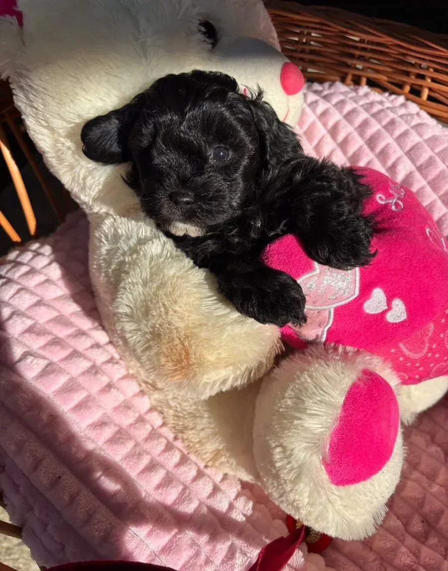 Maltipoo 🐶