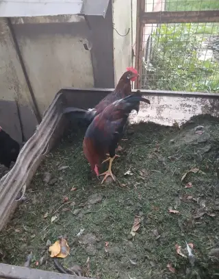 Kohouty vlaška koroptvi