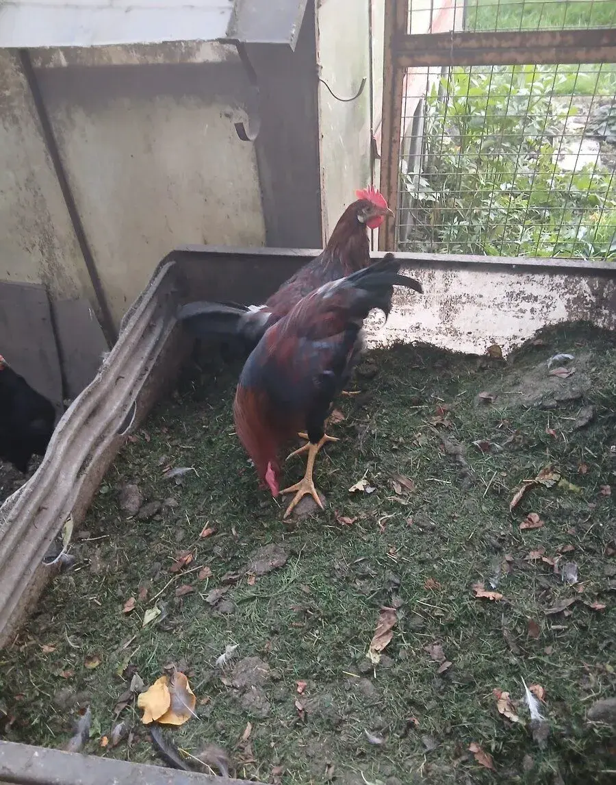 Kohouty vlaška koroptvi