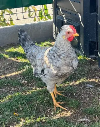 Kohout (cream legbar)