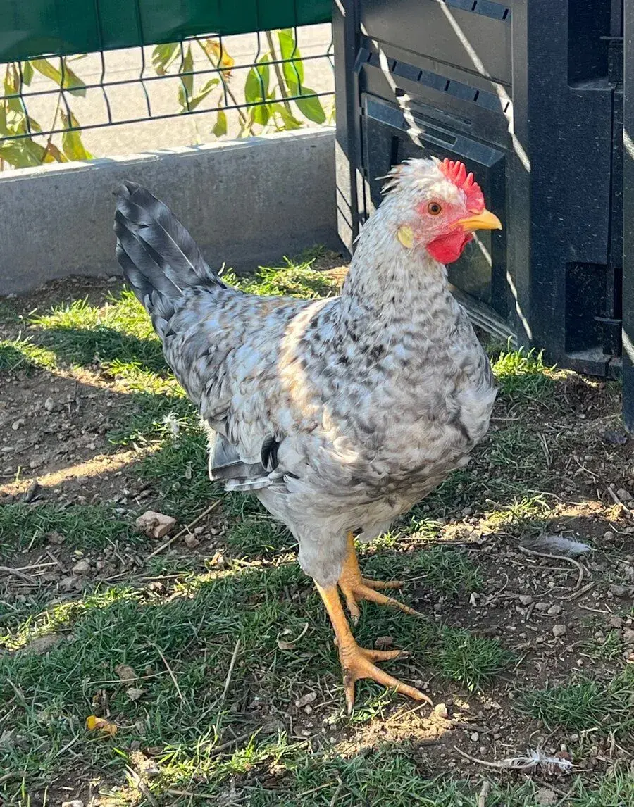 Kohout (cream legbar)
