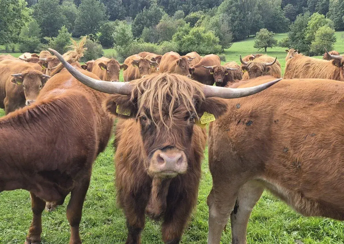 jalovice skotský náhorní skot (HIGHLAND)