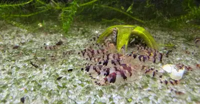 Krevety rodu Caridina a Paracaridina