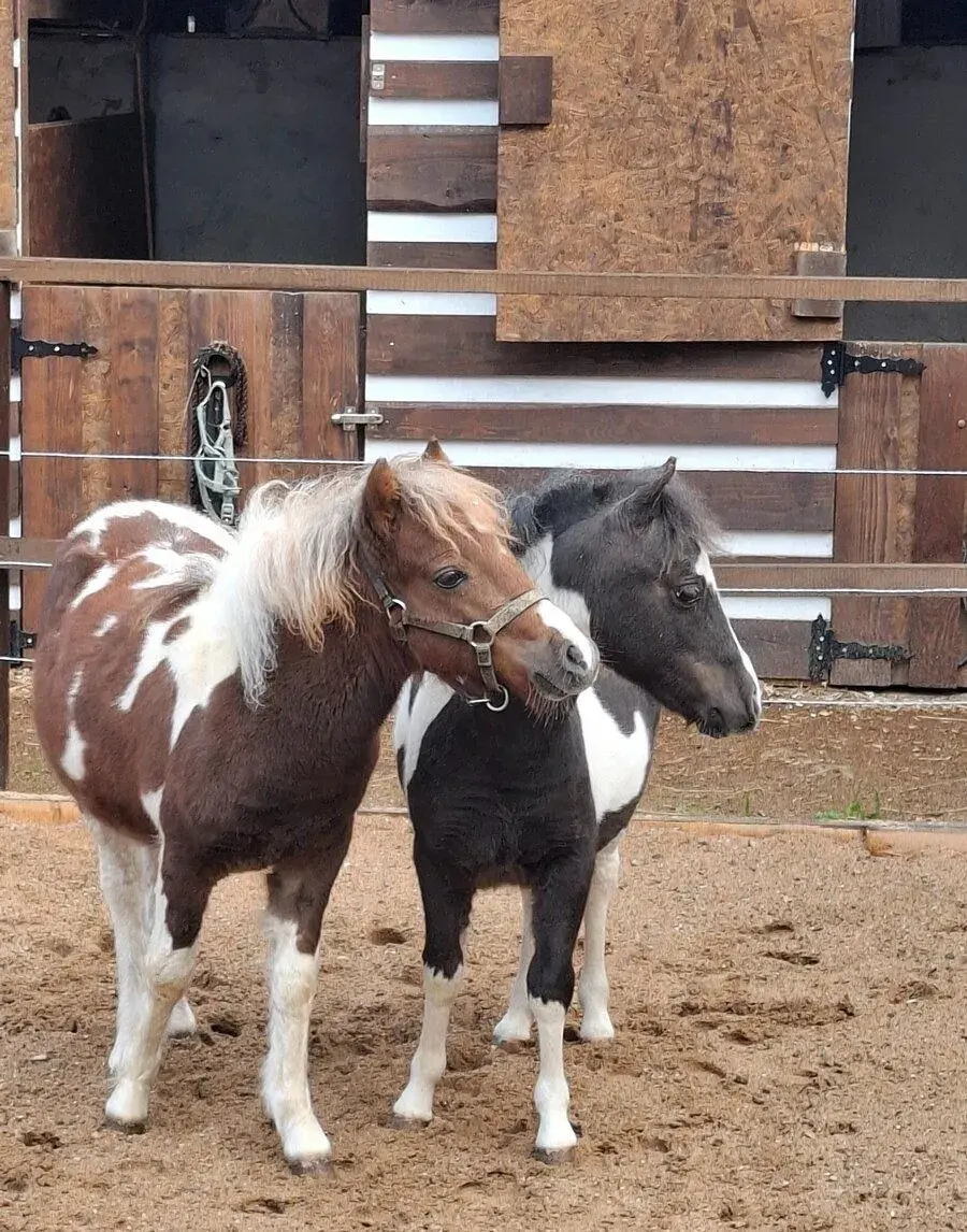 Minihorse- AMHA/AMHR