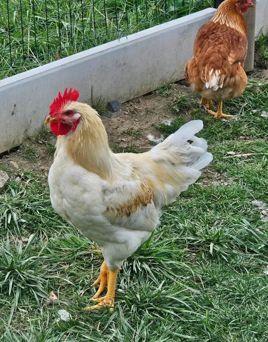 kohout