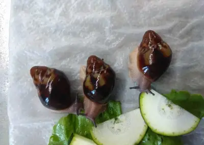 Africký šnek Archachatina Marginata Egregia Two Tone