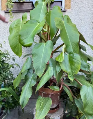 Filodendron