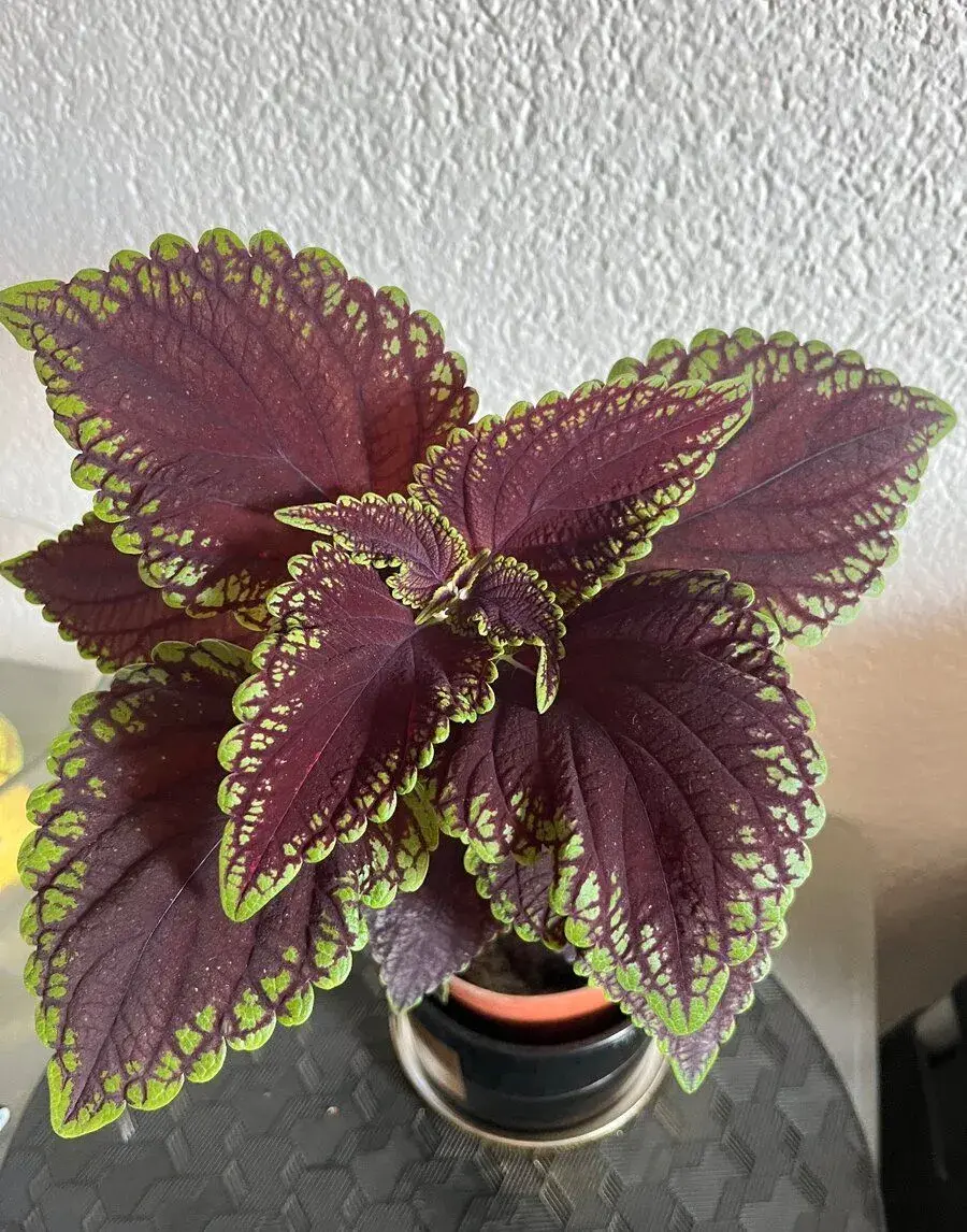Coleusy-africké kopřivy