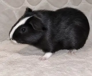 Morčátka k prodeji