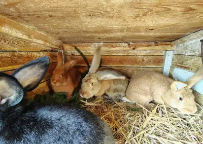 Králík - samci
